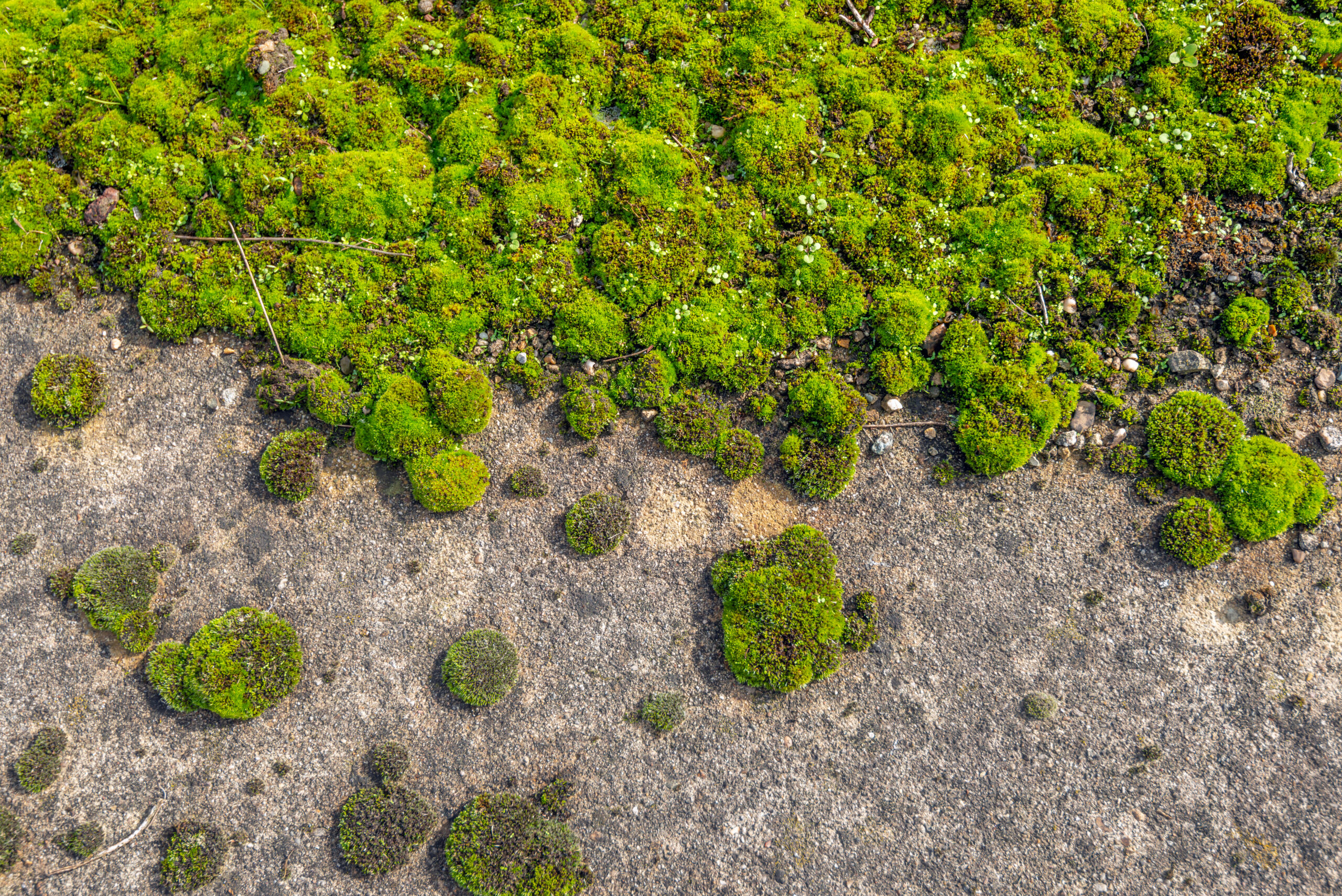 How Does a Concrete Company in Portland Deal with Moss-Prone Surfaces?